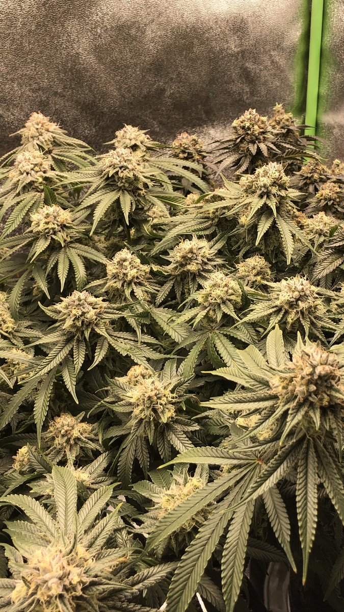 Jeu Green tweet media