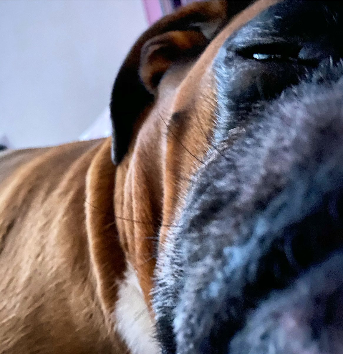 RodneyTheBoxer's tweet photo. G’night 🌙✨🐶🐾 https://t.co/SBasjyBwsX