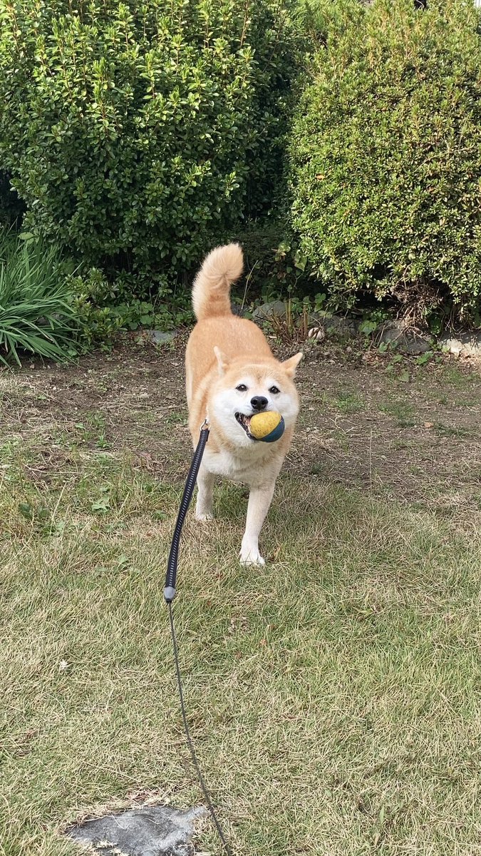 Inubot ボールくわえて走ってくる犬を見て今日も一日なんとか