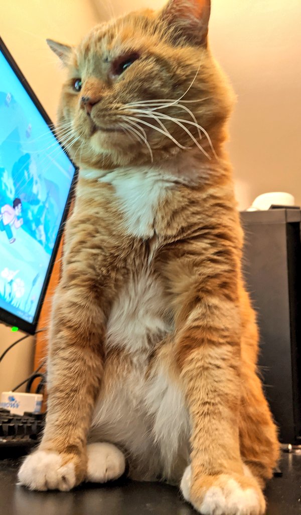 bilbo 🍊 tweet media