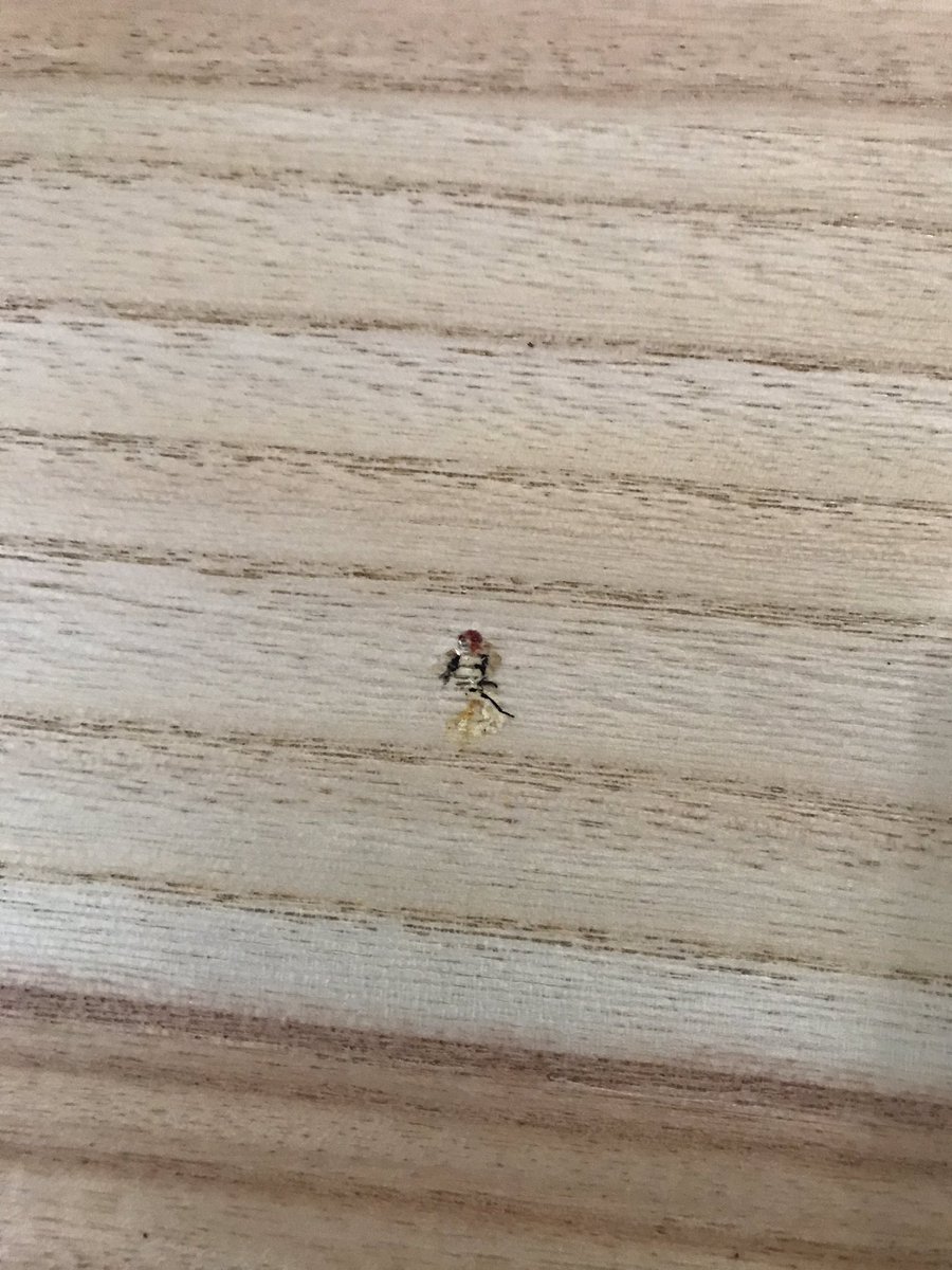 whatweallthnk's tweet photo. @Kmart don’t appreciate the petrified dead fly in the flat pack furniture I just bought! Had to scrape it out! https://t.co/K1gZv6Yt2e