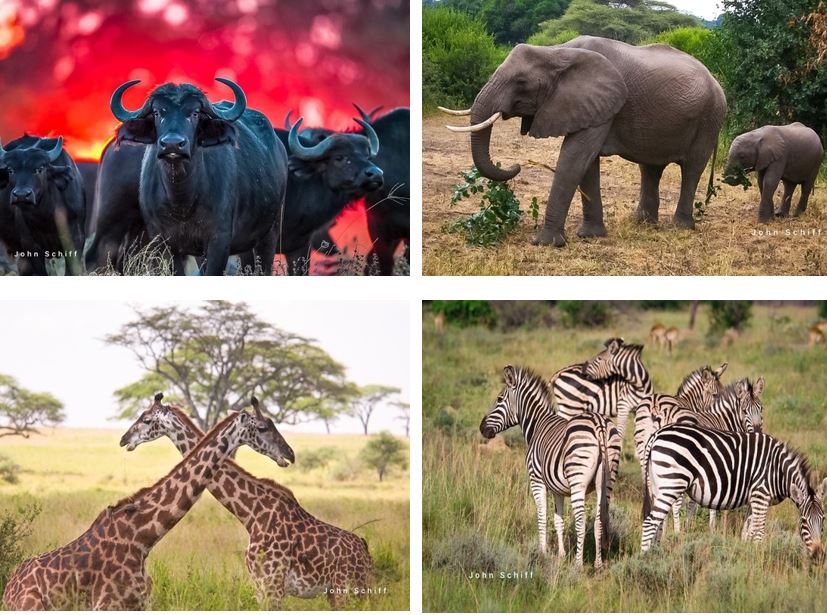 OracleJDEdwards's tweet photo. Do you love photos of African safaris? Support @LLSusa by bidding on amazing photos from #Oracle employee @johnaschiff. #FightBloodCancer Bid on your favorite today! https://t.co/jkYmL16qcT https://t.co/vNYIBPLDkM