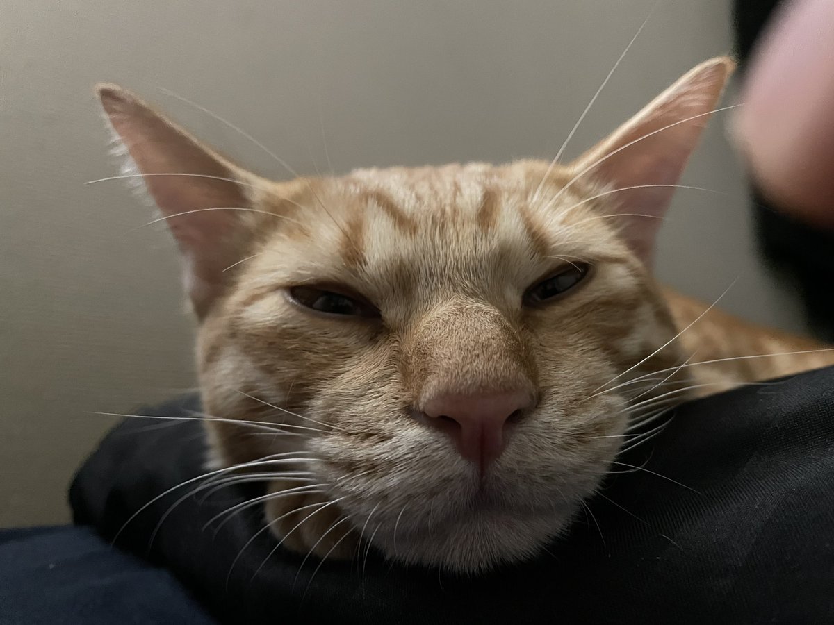 かわいいまめ A Twitter 胸の上のまめです まったりですね 猫 Cat 子猫 保護猫 茶トラ 生後6ヶ月 かわいいまめ A Twitter 胸の上のまめです まったりですね 猫 Cat 子猫 保護猫 茶トラ 生後6ヶ月