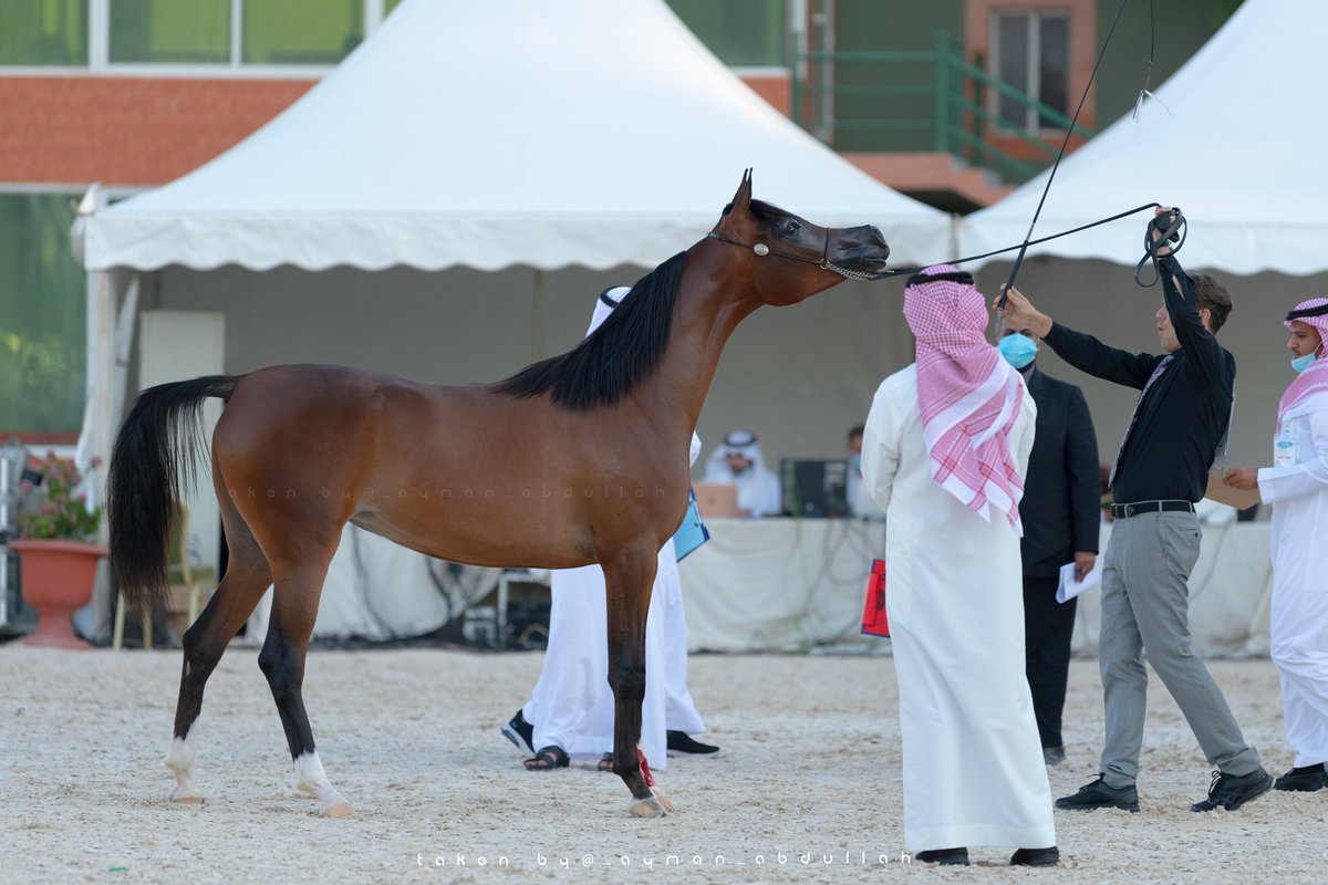 Ayman4641's tweet photo. لقطات من #بطولة جمال #الخيل_العربي في #مكة_المكرمة 
بمزرعة #الصواري بـ #جدة https://t.co/W75nMJxBJ9