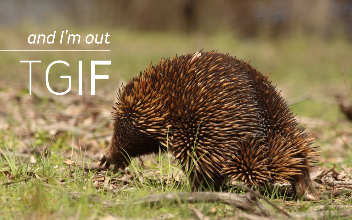 MulligansFlat's tweet photo. It's friday the 13th! What are your plans for the weekend?

#notoextinction #magicalwoodlandmonotreme https://t.co/QP01Iupj82