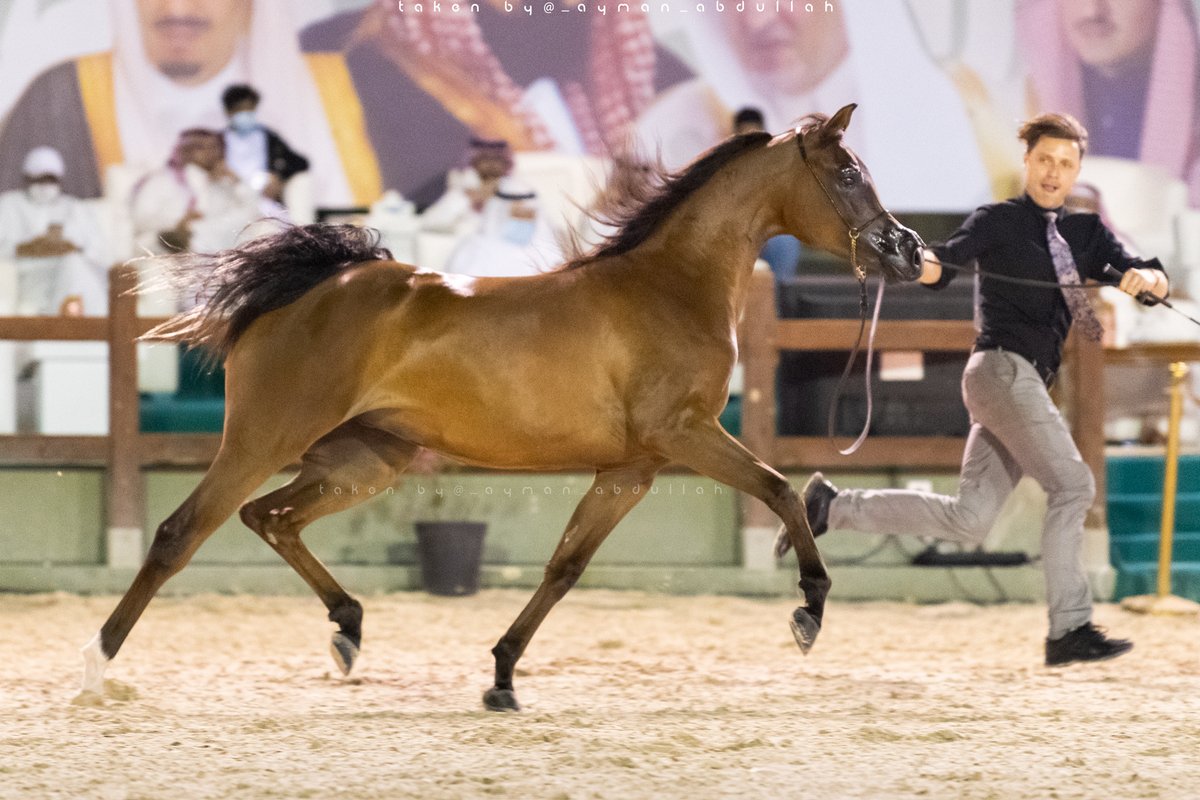 Ayman4641's tweet photo. لقطات من #بطولة جما�� #الخيل_العربي في #مكة_المكرمة 
بمزرعة #الصواري بـ #جدة https://t.co/SGyR8Z24yI