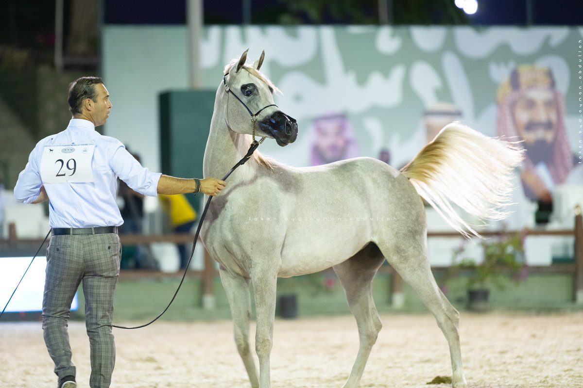 Ayman4641's tweet photo. لقطات من #بطولة جما�� #الخيل_العربي في #مكة_المكرمة 
بمزرعة #الصواري بـ #جدة https://t.co/SGyR8Z24yI