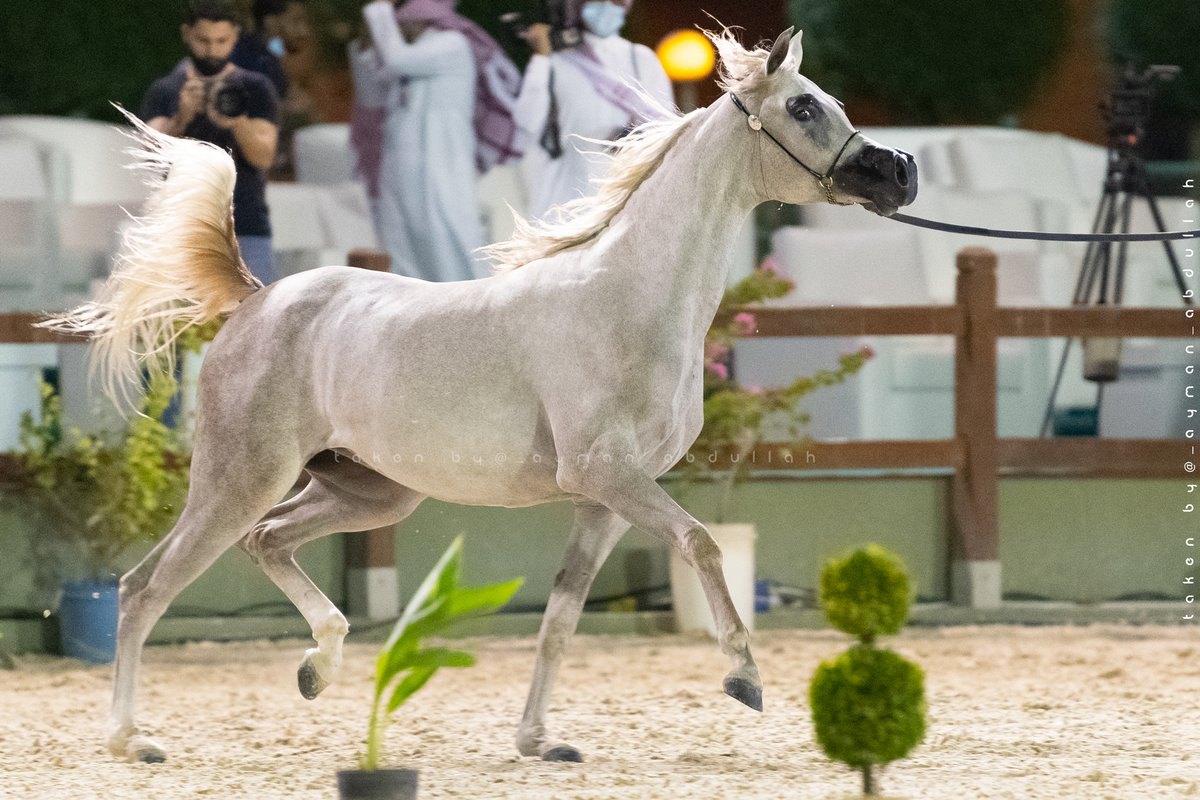Ayman4641's tweet photo. لقطات من #بطولة جمال #الخيل_العربي في #مكة_المكرمة 
بمزرعة #الصواري بـ #جدة https://t.co/kIQDFbx6oU