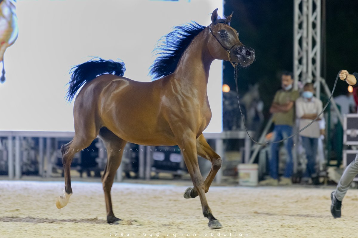 Ayman4641's tweet photo. لقطات من #بطولة جمال #الخيل_العربي في #مكة_المكرمة 
بمزرعة #الصواري بـ #جدة https://t.co/kIQDFbx6oU