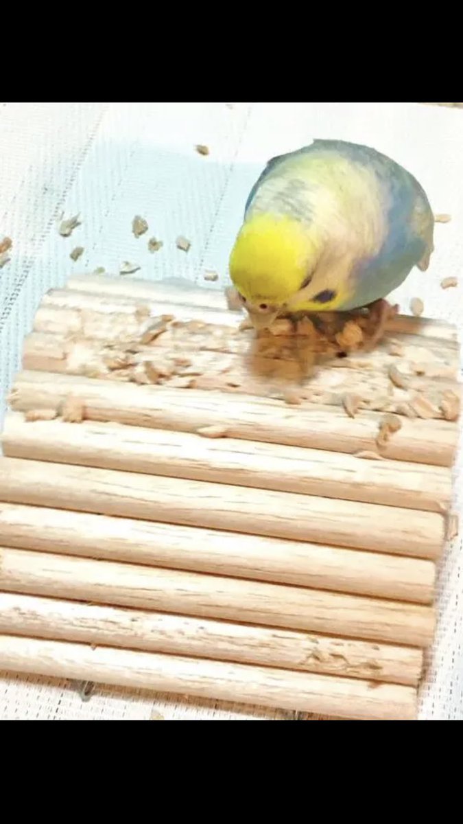 Happihappi はぴはぴ على تويتر 人気のバルサの橋を再販しました 楽しく遊ぶ嬉しいお写真をいただきました T Co Mh0dzxziqj 鳥 インコ 鳥おもちゃ セキセイインコ マメルリハ オカメインコ コザクラインコ ボタン インコ ウロコインコ