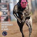 Photo by Real Greyhound Advocates (@RealGreyhound)