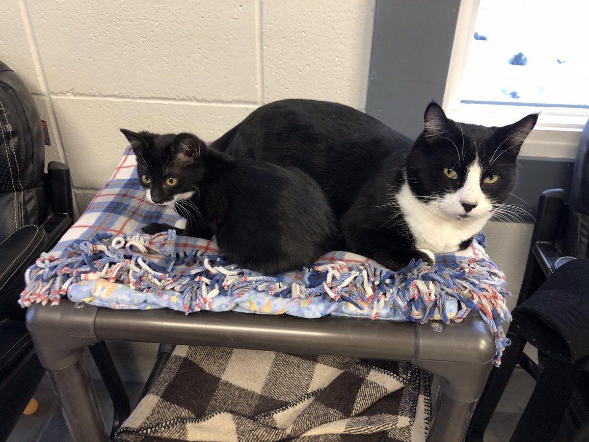 WildRoseHumane's tweet photo. Uncle Charlie with niece Trinket are just a couple of loafers. But they sure are cute well doing it. 

Thinking of adopting or fostering?Contact us at sheltermanager@wildrosehumane.ca.

#pet #pets #petadoption #foster #cat #cats #dog #dogs #petadoptions #alberta #centralAlberta https://t.co/dbvDyhISNw