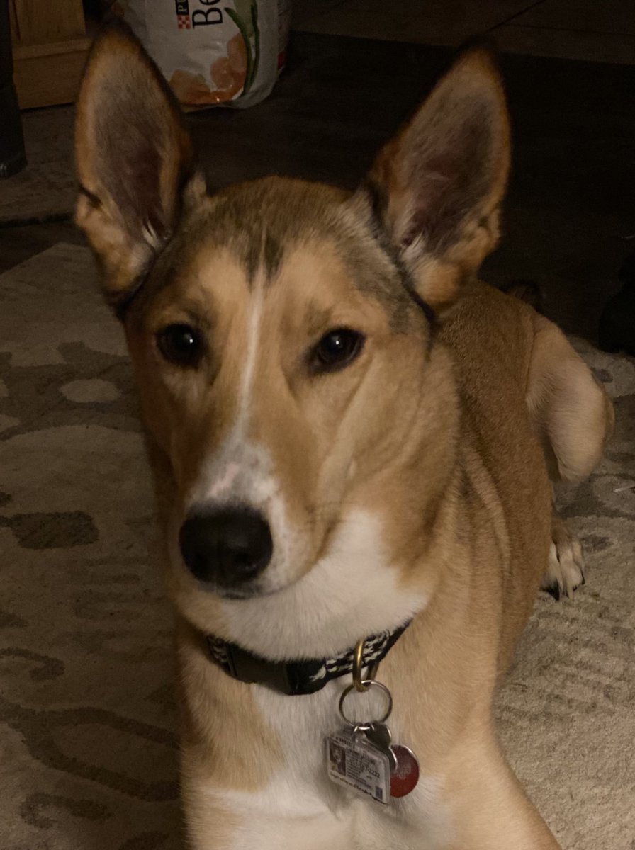 ladyheatherjay's tweet photo. Love this boy. ❤️  #alaskanhusky #husky #huskymutt #dog #dogsofmn #dogsoftwitter #rescue https://t.co/YB3c1TLKfg