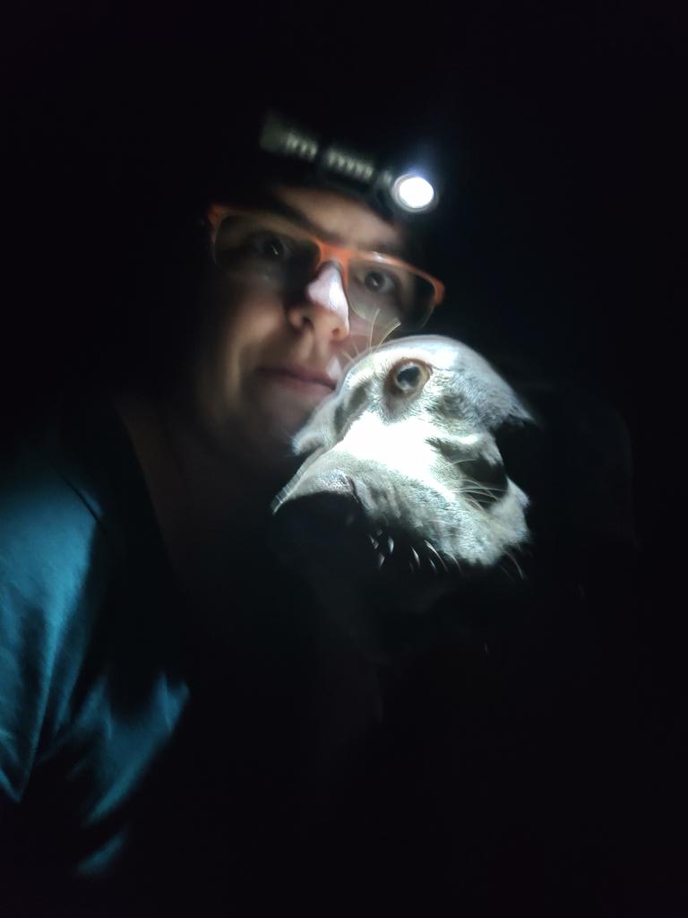 EcoPhysBatVet's tweet photo. Bet my veterinary research assistants wished their #zebralight headlamps arrived as those of us without generators are sitting in the dark tonight thanks to a 🔥 at the power plant. Life is never boring on #SKN. #islandwideoutage #adventurestartshere #wiemaranerinthedark https://t.co/ERoaPqrVLn