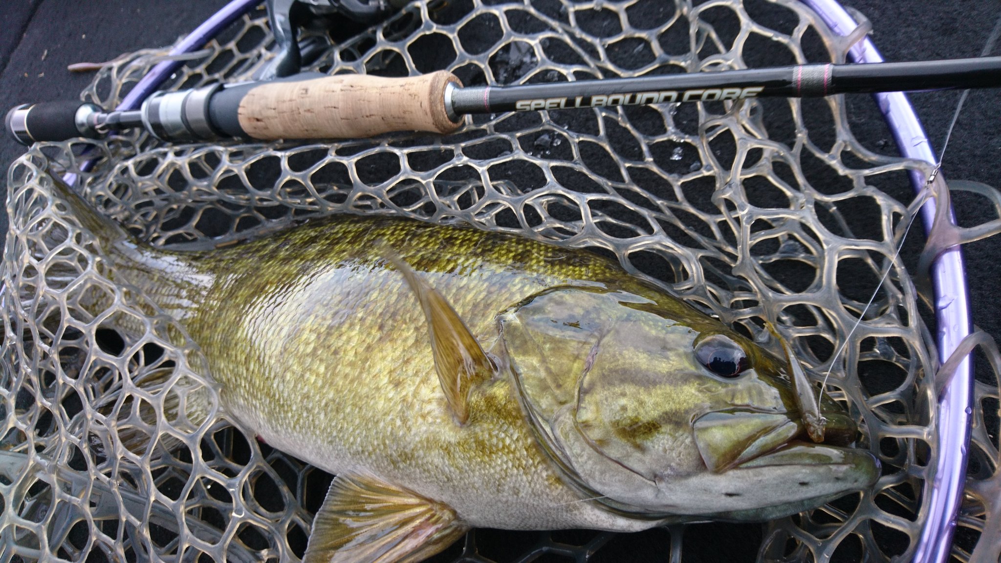 野崎 新 スペルバウンドコア Scs 510sul St スモールマウスモデルの追加機種 510sul St 今シーズンラストの桧原湖で本領発揮 強風荒れ模様でのフィネスを高次元に 風によるロッドへの負荷や煽りなどを軽減し リグを浮かすことなく スタックを 野崎 新 スペルバウンドコア Scs 510sul St スモールマウスモデルの追加機種 510sul St 今シーズンラストの桧原湖で本領発揮 強風荒れ模様でのフィネスを高次元に 風によるロッドへの負荷や煽りなどを軽減し リグを浮かすことなく スタックを