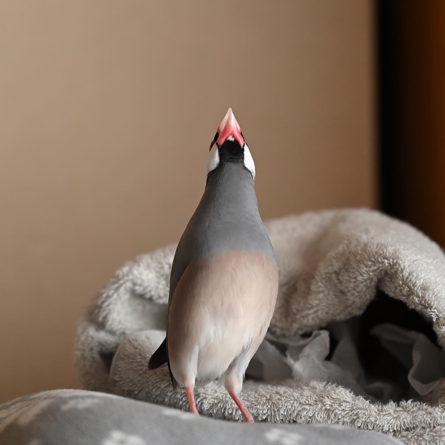 harukas*( •ө•)4羽の文鳥と on X: 