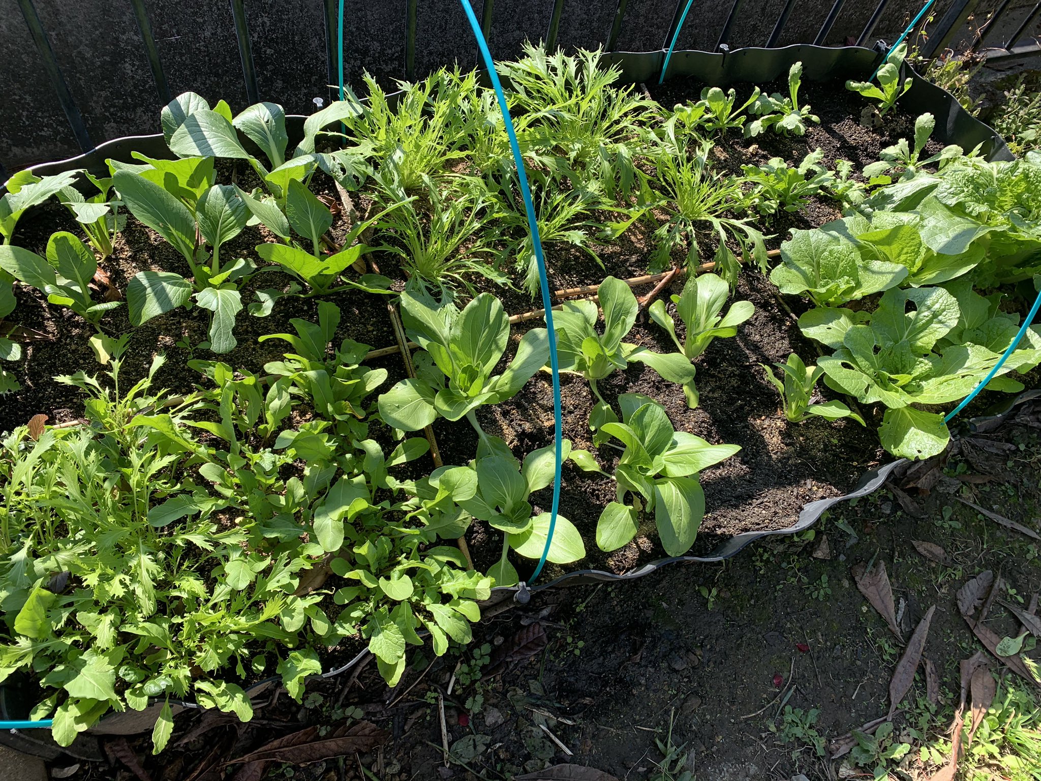 こめ 混み合ってるの気になってたけど放置してた レイズベッド の大葉春菊とチンゲン菜をめちゃくちゃなタイミングで間引き めちゃくちゃなタイミングで畑の空いてるところに植え替えてみるテスト 6畳分の畑 T Co Xprbn9y6qg Twitter こめ 混み合ってるの気になってたけど放置してた レイズベッド の大葉春菊とチンゲン菜をめちゃくちゃなタイミングで間引き めちゃくちゃなタイミングで畑の空いてるところに植え替えてみるテスト 6畳分の畑 T Co Xprbn9y6qg Twitter