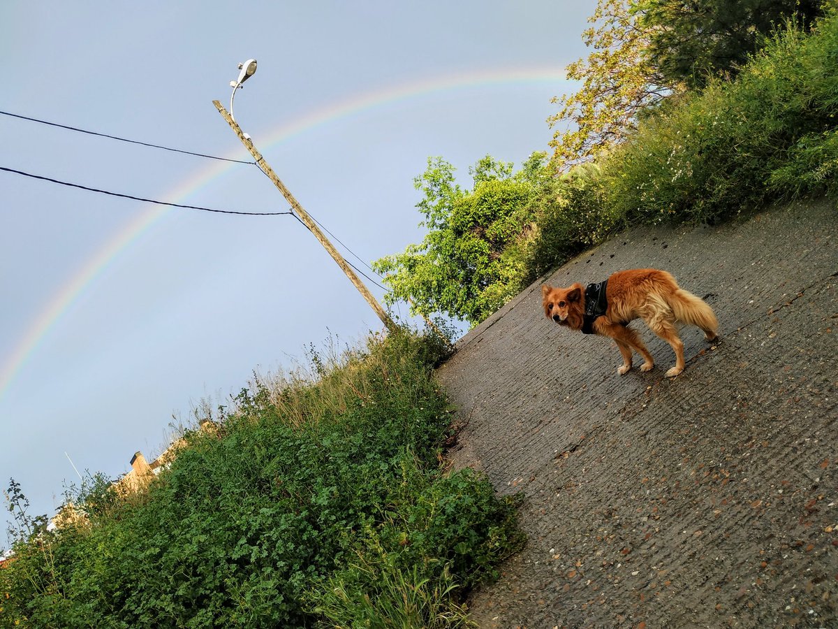 GuilleCKK's tweet photo. @JRhodesPianist Una de las últimas fotos que le hice a mi perro. https://t.co/ma4zxSccSM