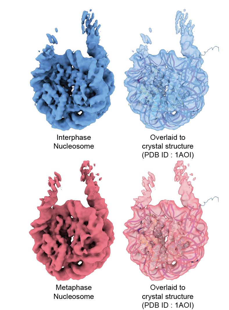 Unlike alpha2-macroglobulin, the average structures of "in chromosome" nucleosomes were perfectly matched with the crystal structure of the nucleosome (Fig. 2, 3). (Probably a good news for nucleosome folks! )