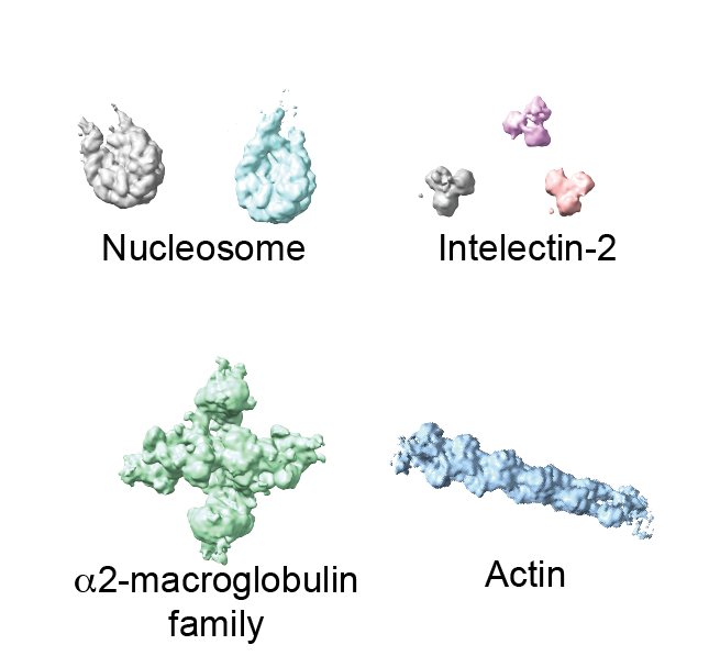 With tremendous help from Seth Darst lab and  @RubyFroom in his lab, we determined the structures of the five most abundant complexes (nucleosome, chromatosome, alpha2-macroglobulin, intelectin-2, actin filament) at once in an unbiased way (Fig. 2).