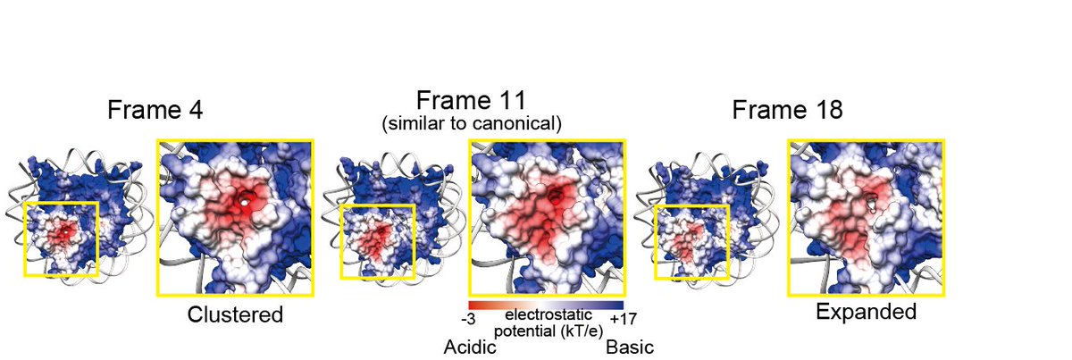 In minor NCP structural variants, H4 N-terminal tail orientation, surface hydrophobicity, and electrostatic potential are changed. These changes may affect the inter-nucleosome interaction and protein binding on nucleosomes and contribute to chromatin compaction in the M phase.