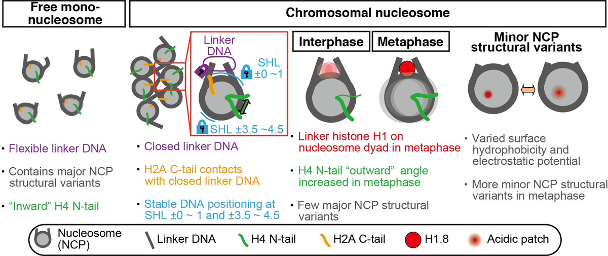 Up until now, no method has been established to analyze the high-resolution nucleosome structure in chromosomes, and the function of the nucleosome structure and its variant in chromosomes can not be addressed.