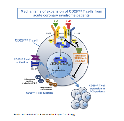 T-cell immune responses in #AcuteCoronarySyndrome are driven by #interleukin 7 &amp; 15. Is there a role for IL-7/IL-15 signaling inhibition with #Tofacitinib in #MI? bit.ly/38zFjWA

<a href="/CVR_TomaszGuzik/">CVR Tomasz Guzik</a> @AIAntonopoulos 

#inflammation #atherosclerosis #CardiovascularResearch