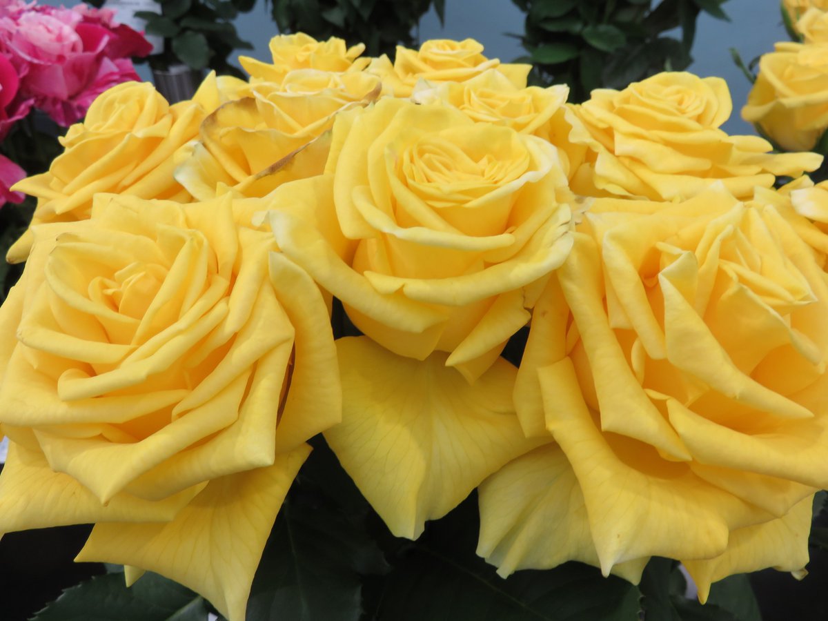 たかひで 午後の薔薇 no 1849 クレイジートカ ライトニング ボサノバ ソラーレ Rose Furawa Gogonobara たかひで 午後の薔薇 no 1849 クレイジートカ ライトニング ボサノバ ソラーレ Rose Furawa Gogonobara