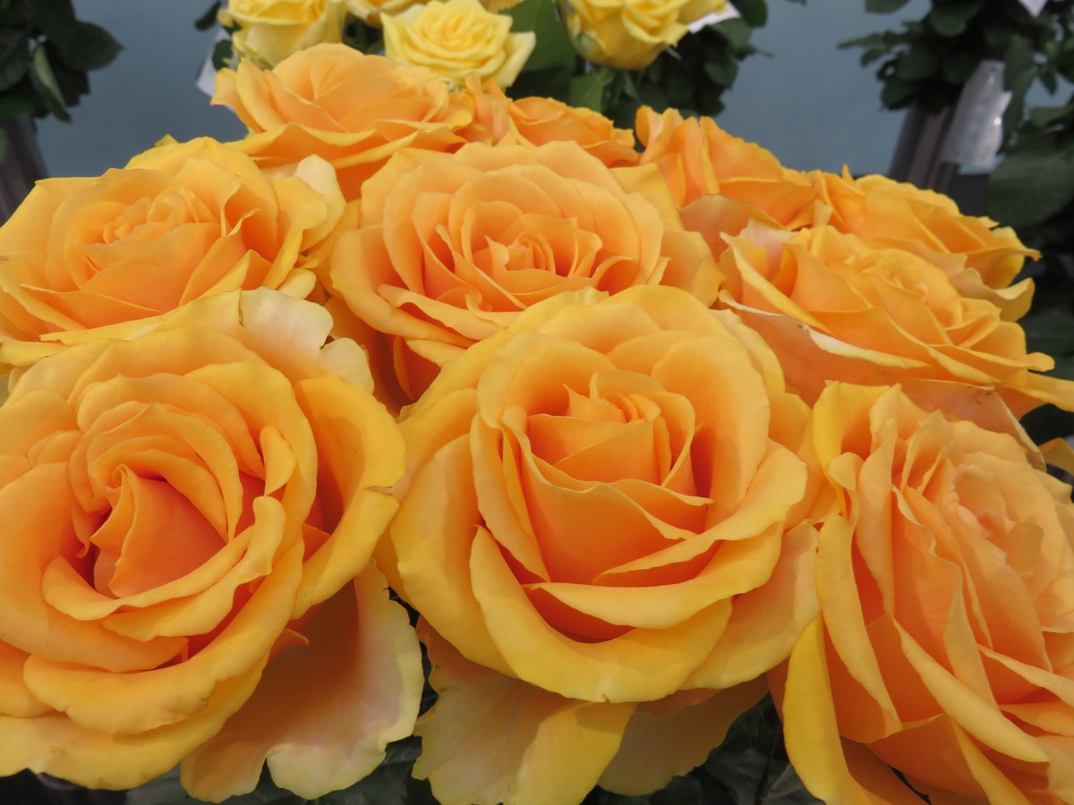 たかひで 午後の薔薇 no 1849 クレイジートカ ライトニング ボサノバ ソラーレ Rose Furawa Gogonobara たかひで 午後の薔薇 no 1849 クレイジートカ ライトニング ボサノバ ソラーレ Rose Furawa Gogonobara