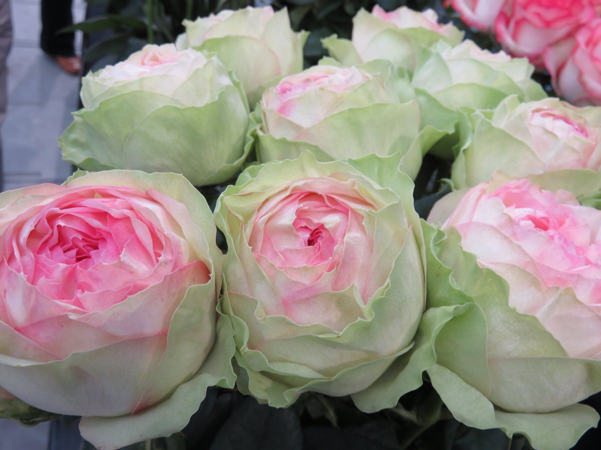 たかひで 午後の薔薇 no 1849 クレイジートカ ライトニング ボサノバ ソラーレ Rose Furawa Gogonobara たかひで 午後の薔薇 no 1849 クレイジートカ ライトニング ボサノバ ソラーレ Rose Furawa Gogonobara