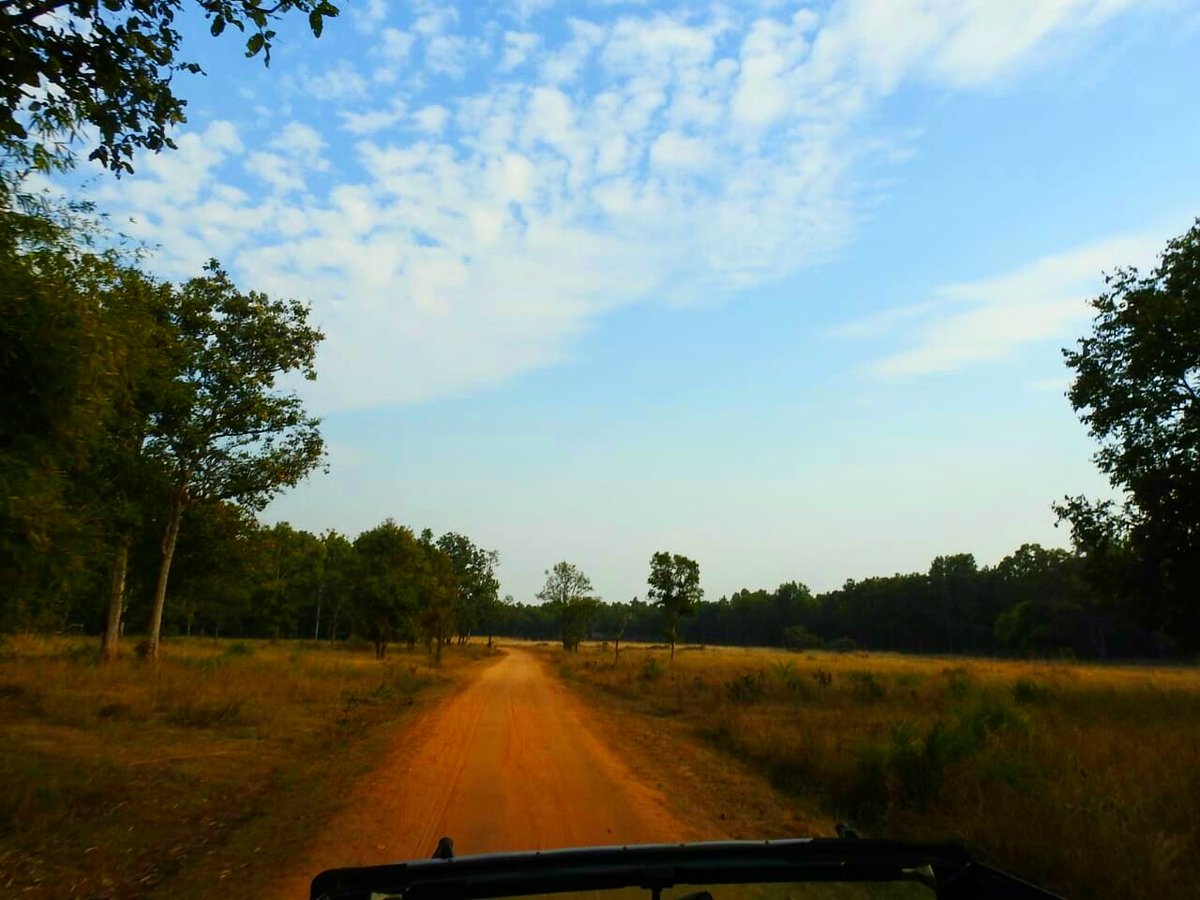 resort_tiger's tweet photo. There is nothing like the thrill of walking through the jungle looking for a tiger and knowing they could be watching you already.

Ashlan Gorse Cousteau

#Bandhavgarh 

Book your stay with us:
Call: 9340561967/7909613708/7440524463
E-mail: tigervalleyresortbandhavgarh@gmail.com https://t.co/Oz4NN78ldd