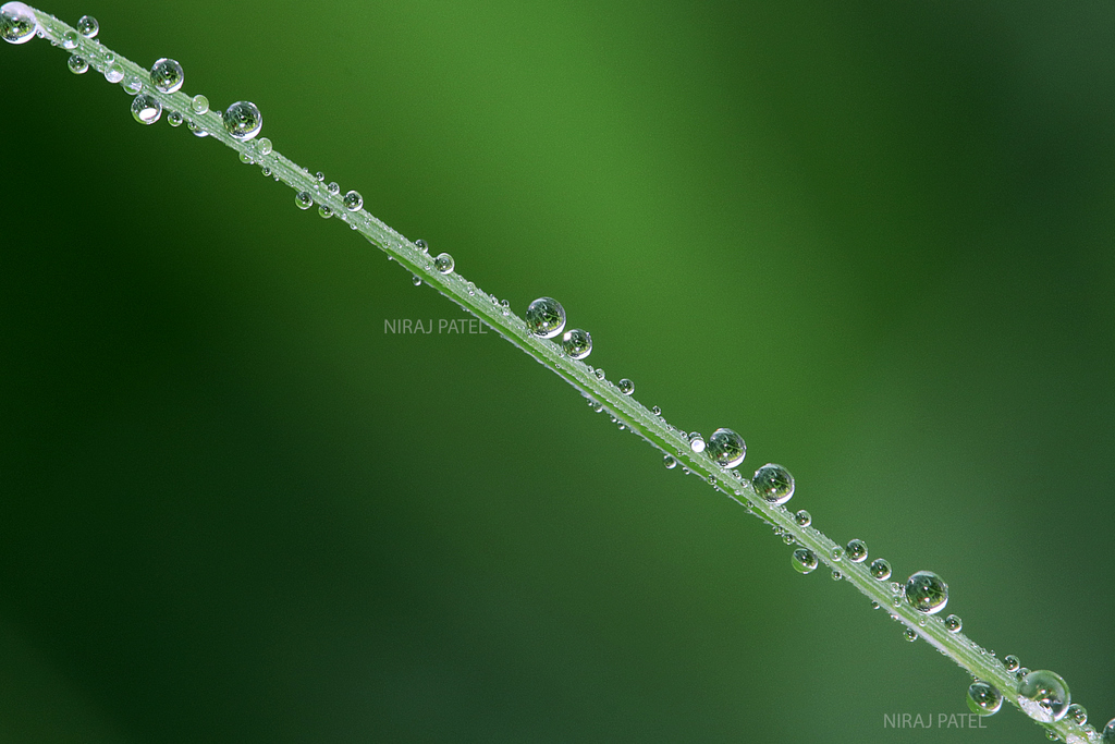np_photographer's tweet photo. Macro waterdrops https://t.co/YknbLFAWzM Macrophotography #macrophotography #waterdrops #macroideas #dropofwater #creativemacro #macrolens #canonmacro #blackandwhite #gardenphotography #homephotoideasmacro https://t.co/9EmJZdwcCh