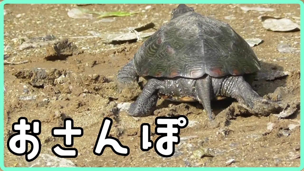 ユッピー きゅうりの湯通し クサガメ 冬眠させないけど やっぱり自然が一番だよね カメの飼育 クサガメってこんなに可愛いんだぞっ って動画ですw良かったらご視聴お願いいたします 動画はこちら T Co 2qeemdwbkk ユッピー飼育員