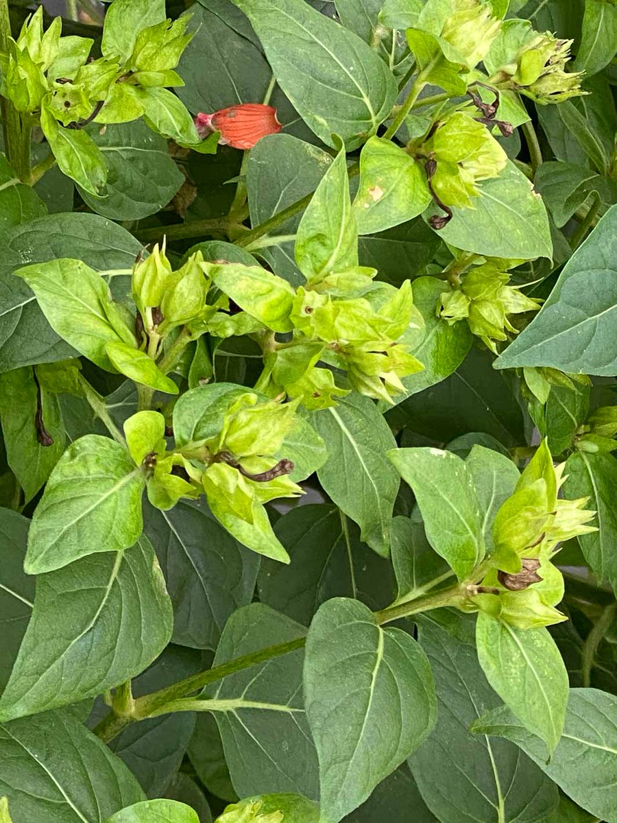 alaindelavie's tweet photo. Belle de nuit couverte de graines #balcon #balcon2020 #automne #automne2020 #fleurs #Paris
https://t.co/8e95IAYEKO https://t.co/k9EoojmEgt