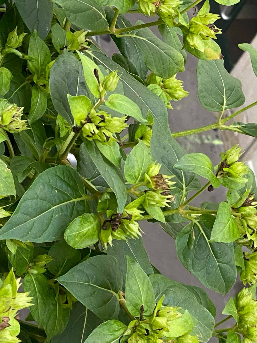 alaindelavie's tweet photo. Belle de nuit couverte de graines #balcon #balcon2020 #automne #automne2020 #fleurs #Paris
https://t.co/8e95IAYEKO https://t.co/k9EoojmEgt