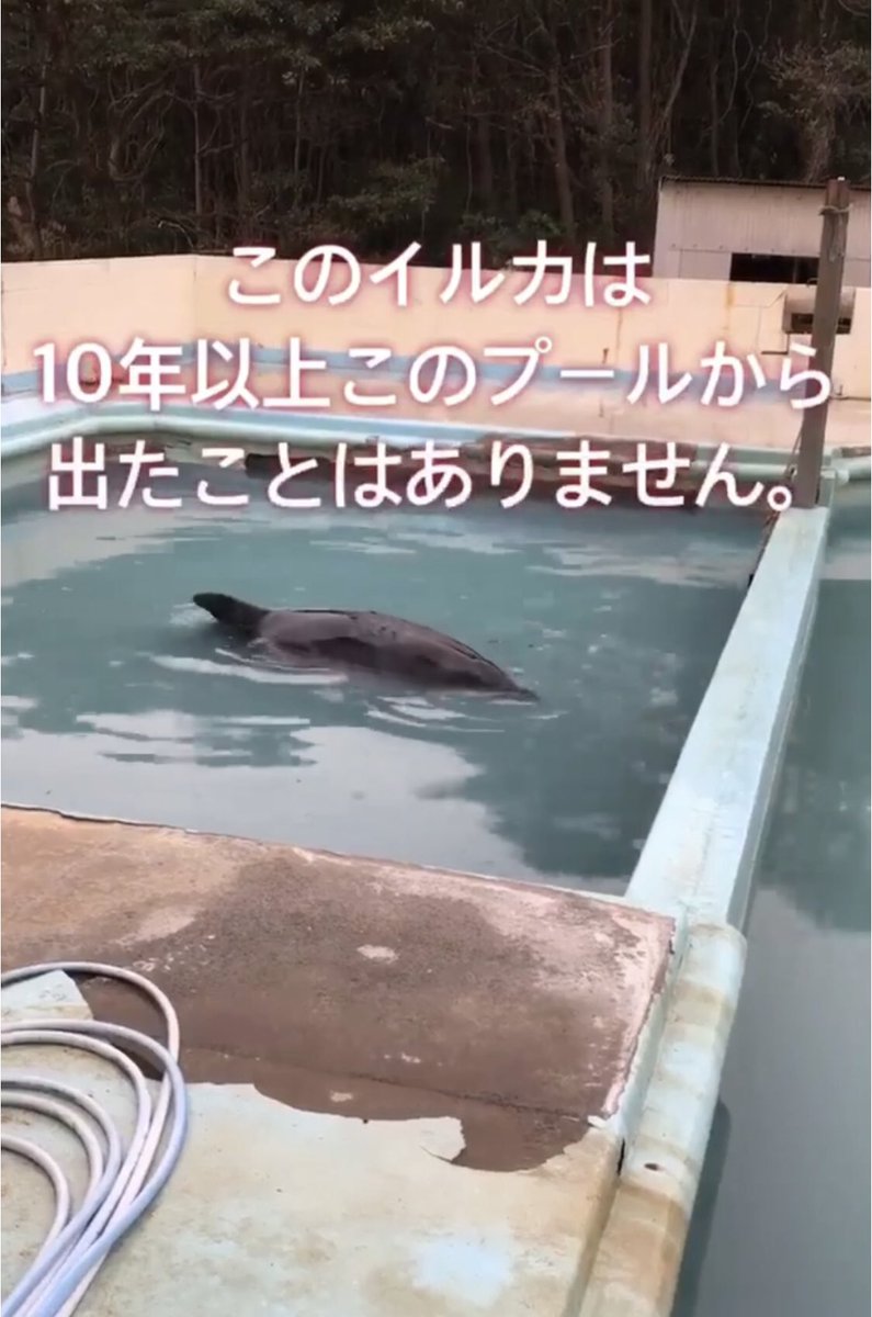 occhipaisen's tweet photo. 明日、11月14日は、佐藤榮記監督の最新作『かわいそうなイルカとウツボの物語』の封切り上映会があります❤️

私も明日は東京に行きます。まだ若干お席が空いてるそうです。どなたか、イルカや海洋生物を愛する方、私と一緒に映画観ませんか❓☺️🎞💖続く→ https://t.co/bf0Aq4GKAy