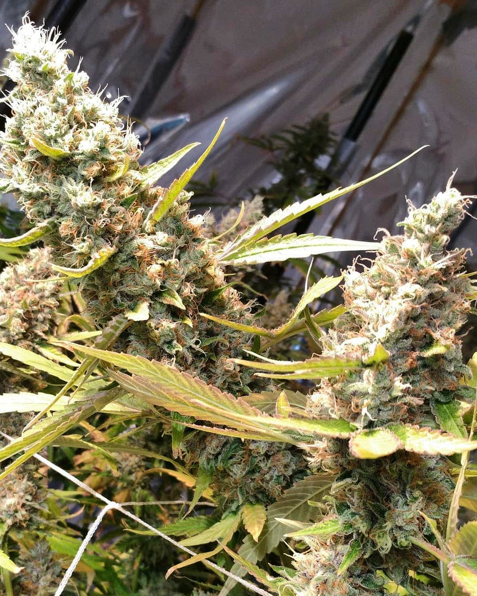SamsaraSeeds's tweet photo. Another Tremendous Holy Grail 69 grown by our friends @lwhitt2020 and @redlegcultivator π―π―π―π―π―.
It is almost weekend πππΌππΌππΌ.
.
.
.
.
.
.
#repost #holygrail69 #samsaraseeds #themysticseeds #hightimes #top https://t.co/2zGX6lG1Bs