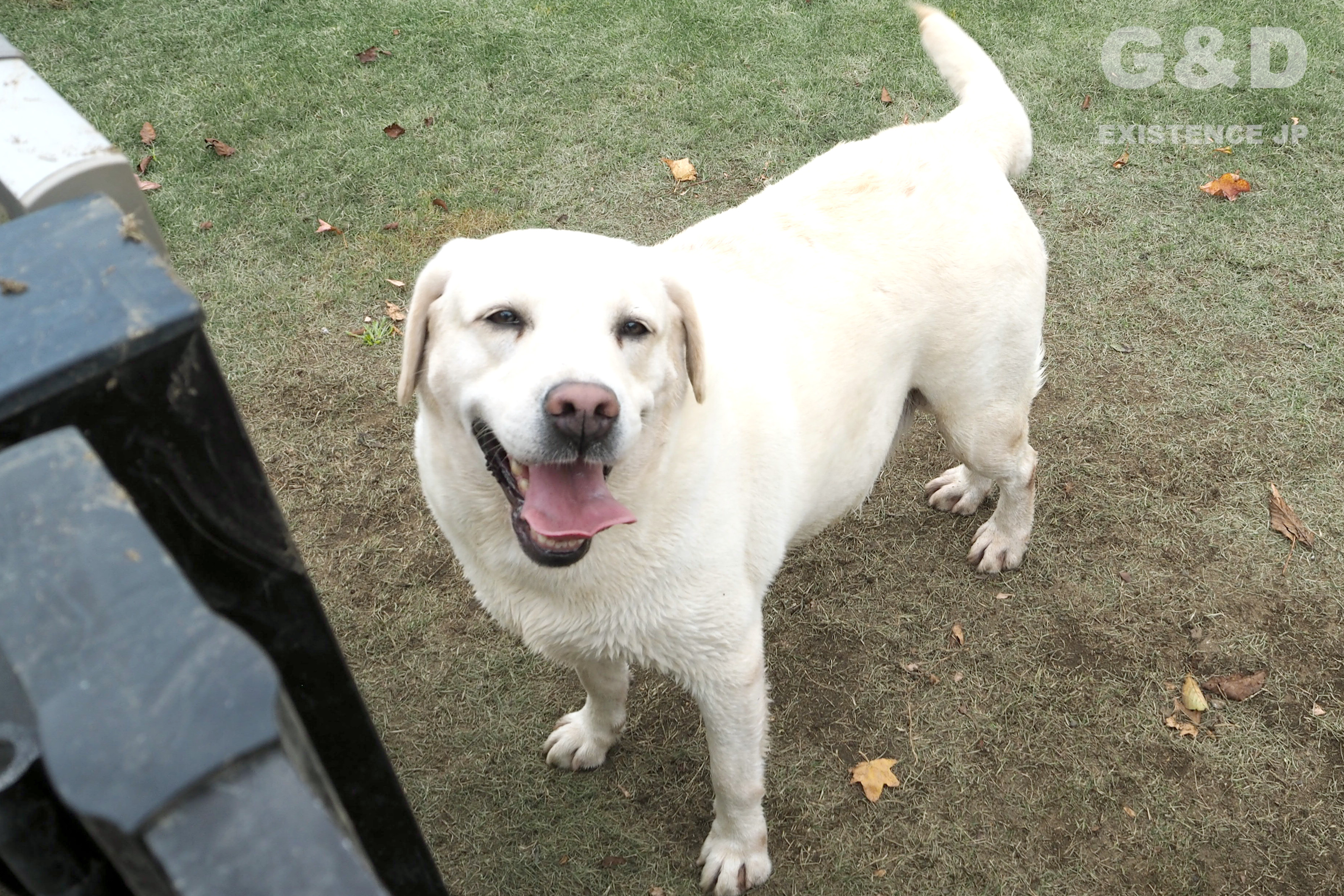 G D ラブラドール専門犬舎 News ラン ミク につづき イエローの ヒメ も赤ちゃんを迎えることになりました 忙しい年末になりそうです U ｪ U ランの出産はもうすぐ 無事に赤ちゃんたちを迎えられるよう 犬舎でも準備を始めています