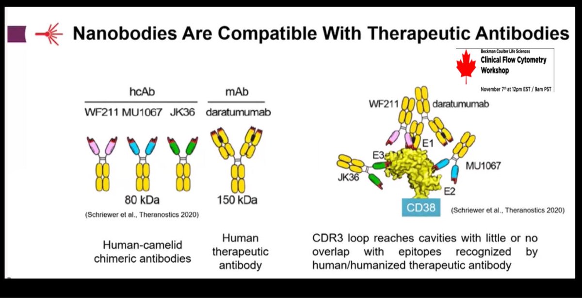 It was interesting to learn about CD38 nanobodyThe issue with daratumumab therapy is that it masks CD38 antigen- makes it harder to monitor CD38 in MRDSo CD38 nanobody (JK36) recognizes a cryptic epitope/ hidden regions in the CD38 protein that is not masked by anti-CD38 2/