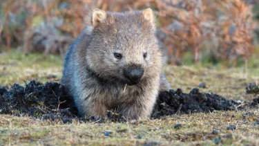 literalli_me's tweet photo. wtf wombats are cute af yall https://t.co/fcDoszzWW6