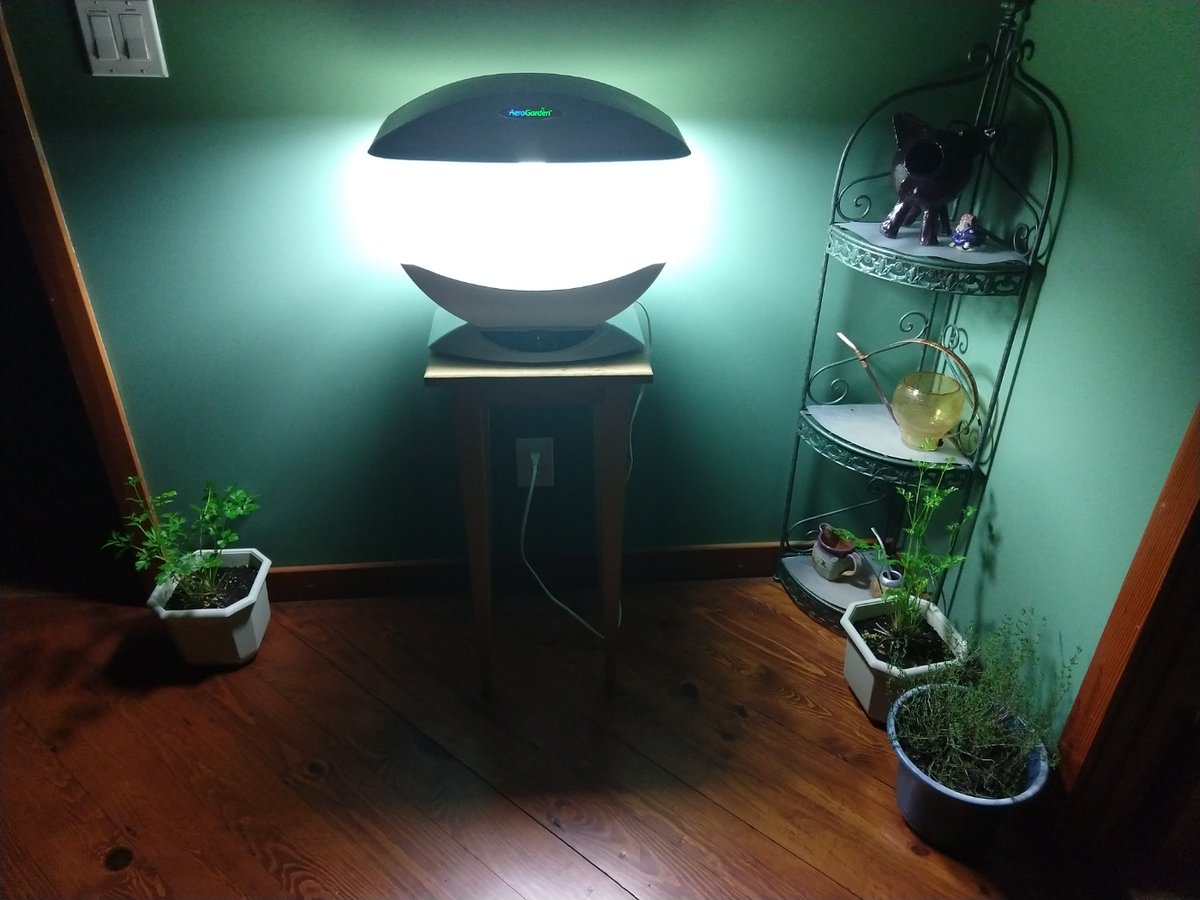 Also, I brought in the last survivors from the container garden - my scrawny parsley and exuberant thyme - and they are positively basking in the overspill of the grow lights. They may actually thrive  this winter… and if I'm lucky, they'll carry me along with them.
