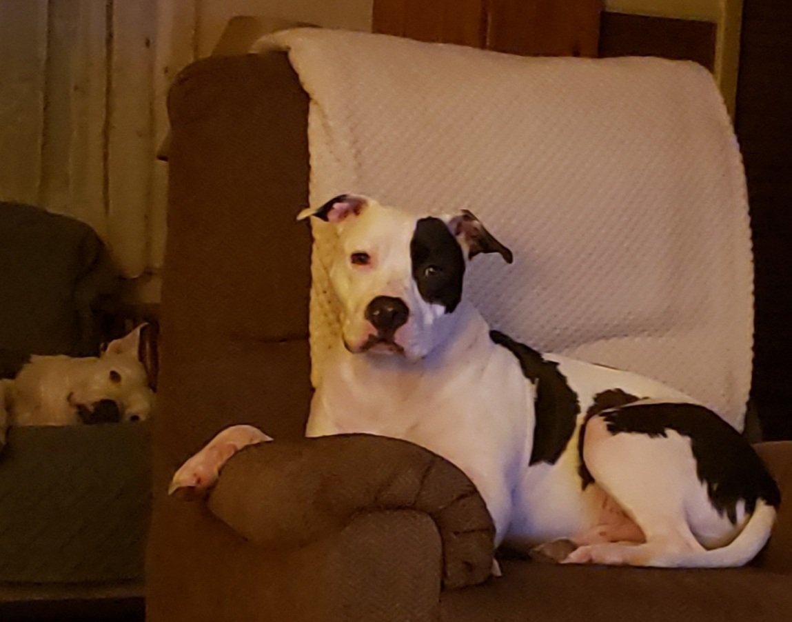 amandaswank85's tweet photo. This boy ❤❤❤❤ and my other boy in the background!! ❤🐶❤ #francis #oliver #fursons #myloves #myeverythings #myfurbabies #pitbulls #animalsarebetterthanpeople #myloves #myboys #myfriends #myprotectors #bouncybooties #mykings #handsomedevils #thosebooties #sweetboys https://t.co/HFfxmAtqVw