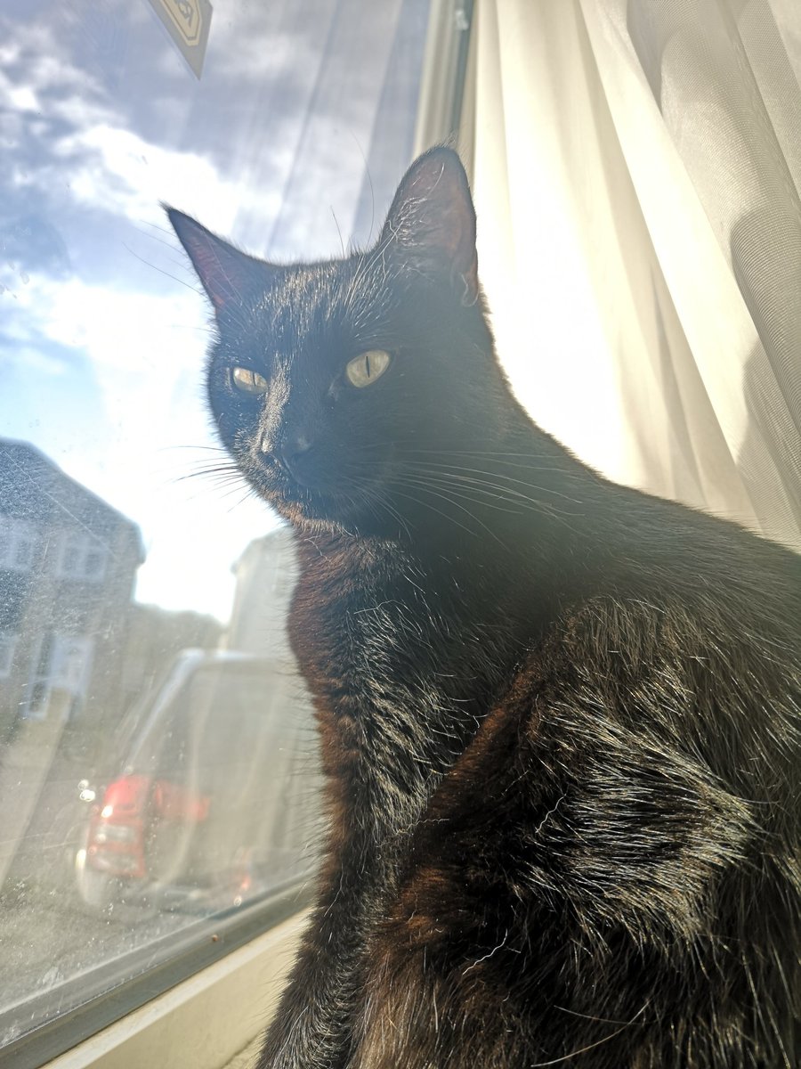 Novorest's tweet photo. @innocent @age_uk Salem Saberhagen, just as cheeky as the original #KnitMyPet https://t.co/hEMSj5wTym