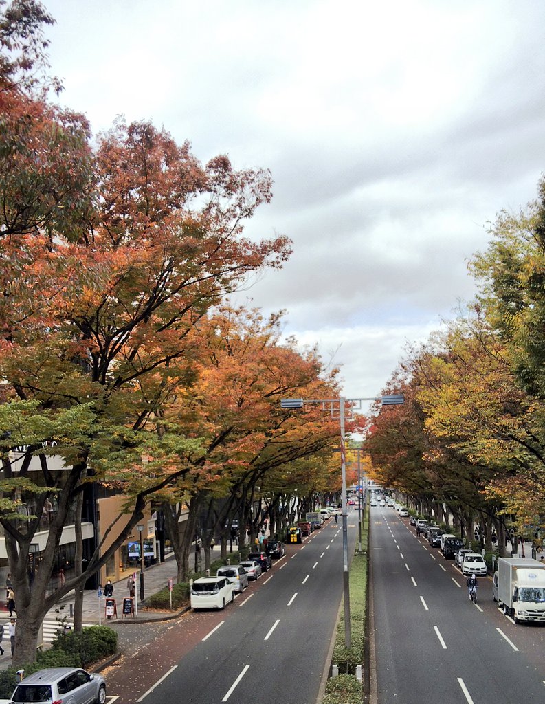 Freddie_0906's tweet photo. フレディお気に入りのオリエンタルバザー✨
土日祝のみ営業しているそうで閉まってた💦
外国人向けのお店だったしね…
表参道の紅葉は色づき始め🍁
#OrientalBazaar https://t.co/OwYLJvkqof