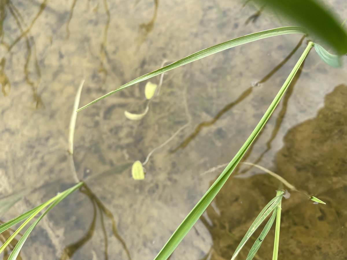 scottburger00's tweet photo. Starfruit 3DAA of #ubeniq. Have to watch rate of oil you use with Bickley Boom some oil burn on the #rice21 but will grow though in the next few days. @brcagents @AlleenaBurger @AdamDellwo @DanyonWilliams @CortevaAU @DanDixon_Ag @connie_mort @RiceExtension https://t.co/QOYcarSXnT