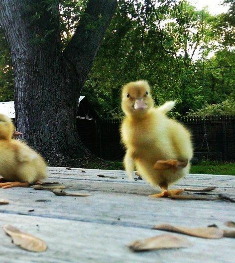 LIAM PAYNE AS DUCKLINGS; a very cute thread