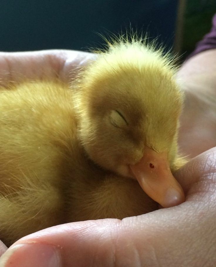 LIAM PAYNE AS DUCKLINGS; a very cute thread