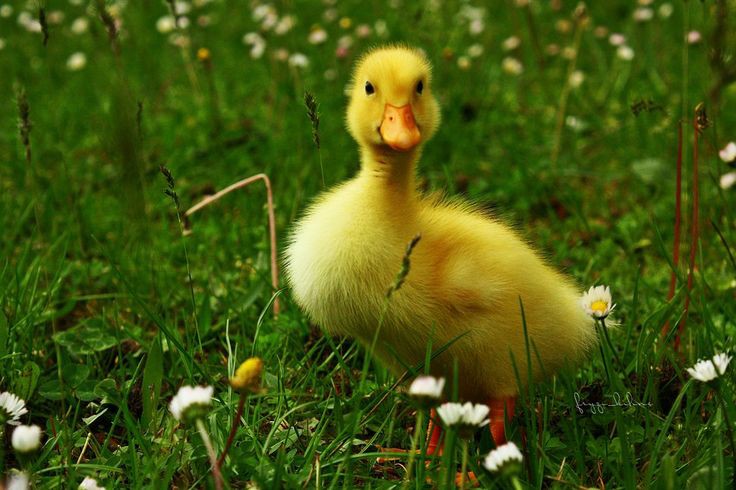 LIAM PAYNE AS DUCKLINGS; a very cute thread