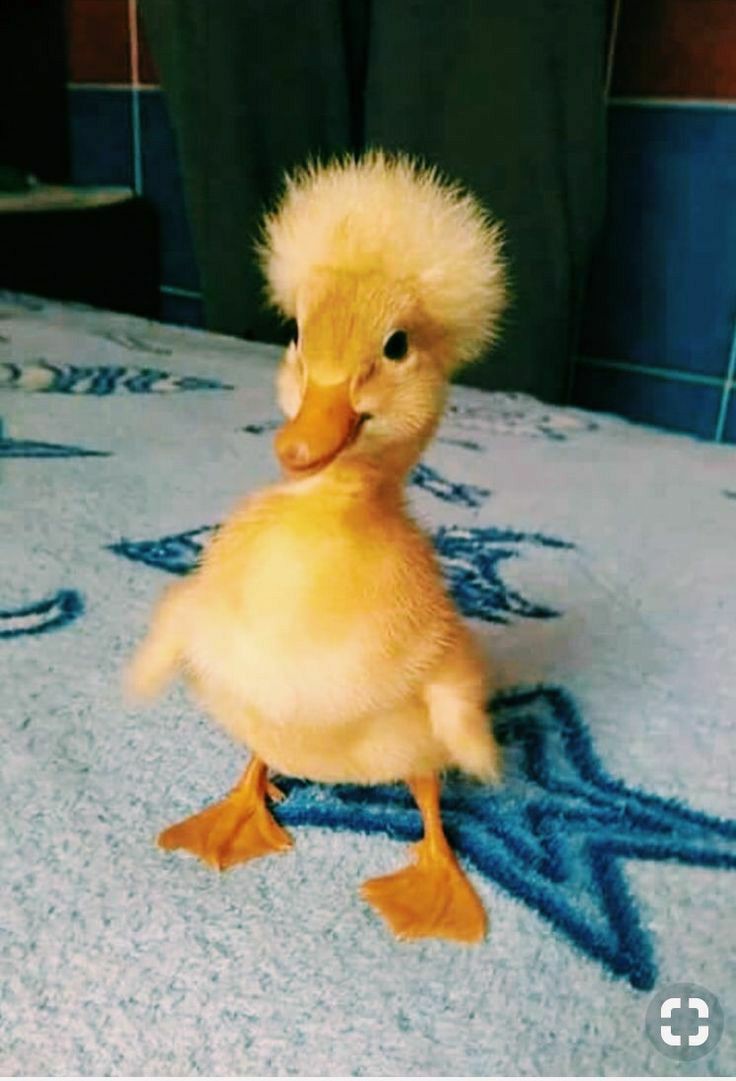 LIAM PAYNE AS DUCKLINGS; a very cute thread