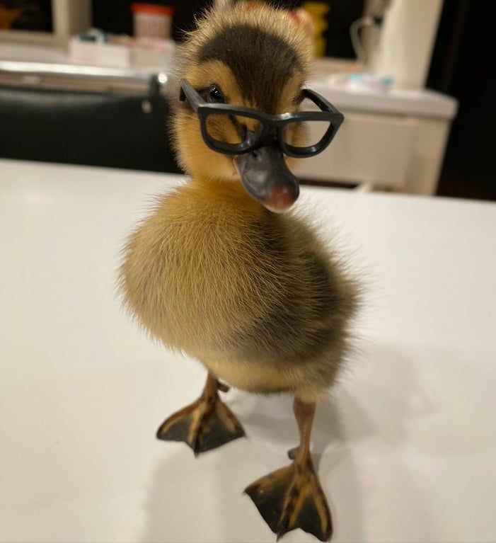 LIAM PAYNE AS DUCKLINGS; a very cute thread